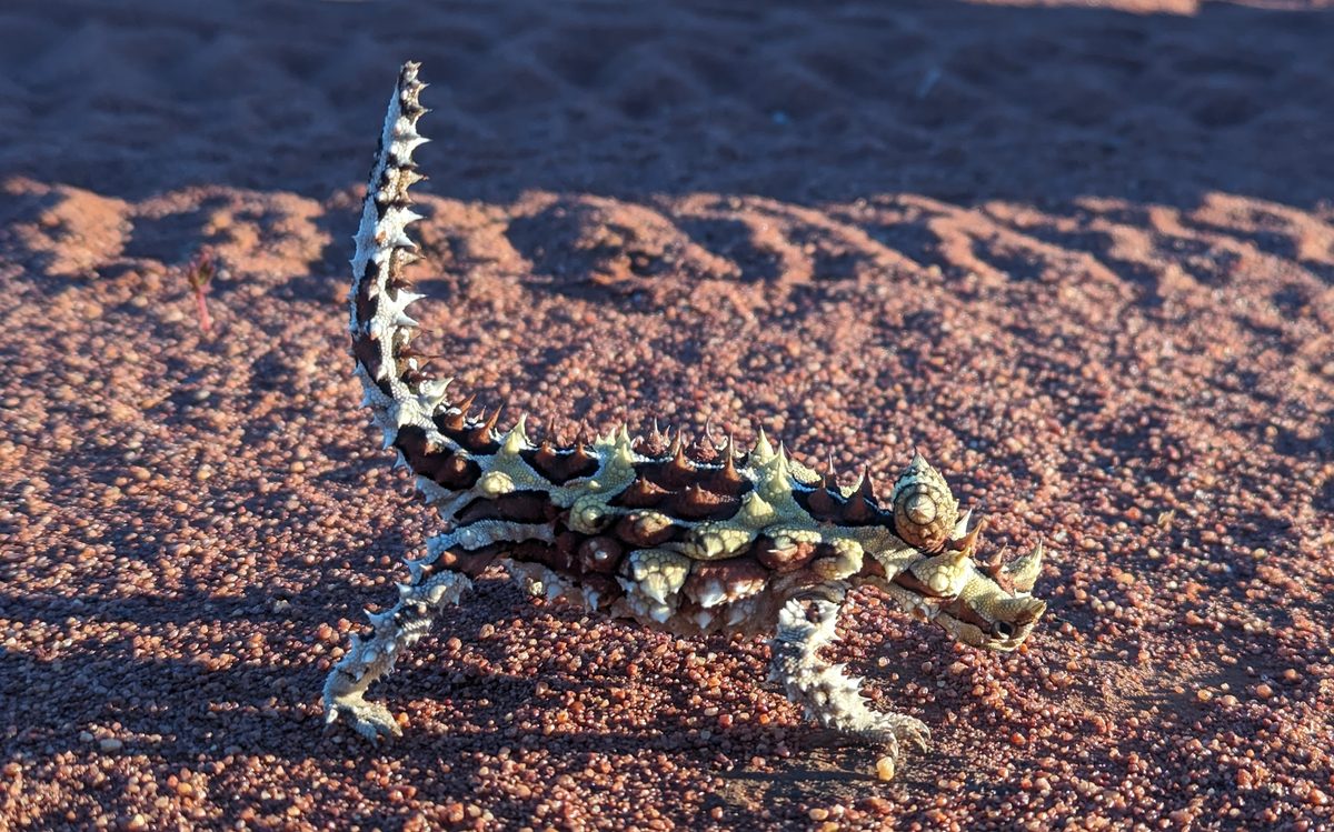 Thorny devil walking across red Australian desert sand