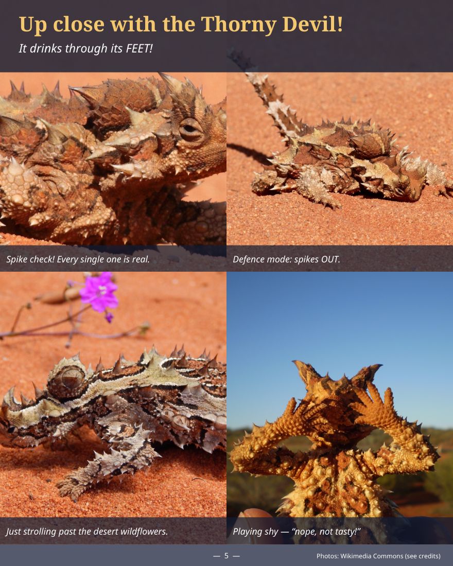 Thorny devil photo page from the book